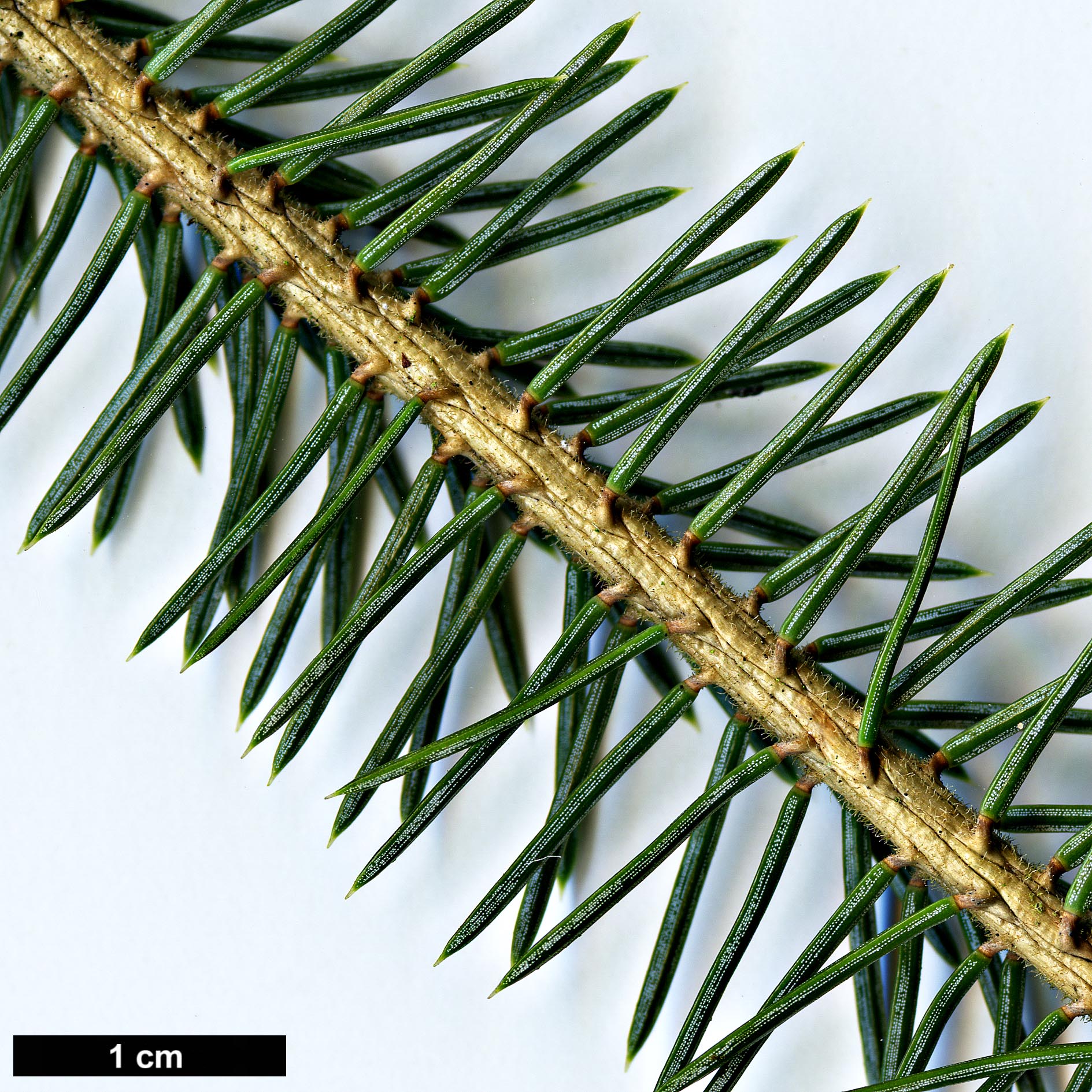 High resolution image: Family: Pinaceae - Genus: Picea - Taxon: koraiensis - SpeciesSub: var. pungsanensis